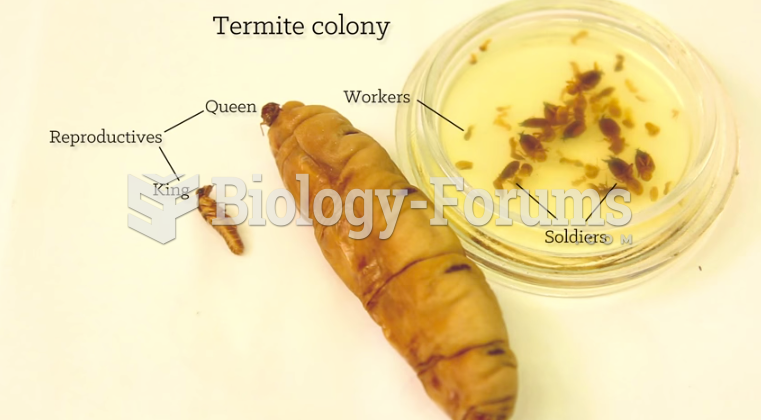 A typical termite colony