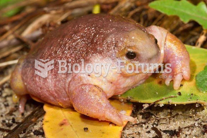 Australian turtle frog