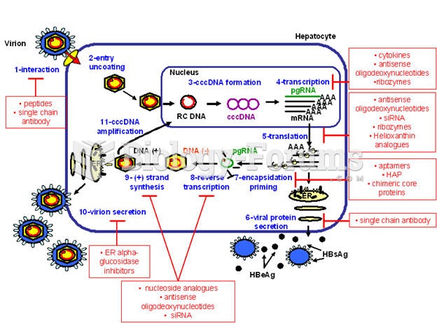 Hepatitis B Life Cycle