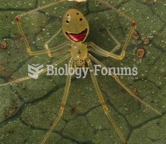 Theridion grallator (happy)