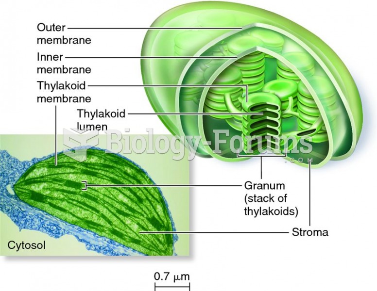 Structure of a chloroplast