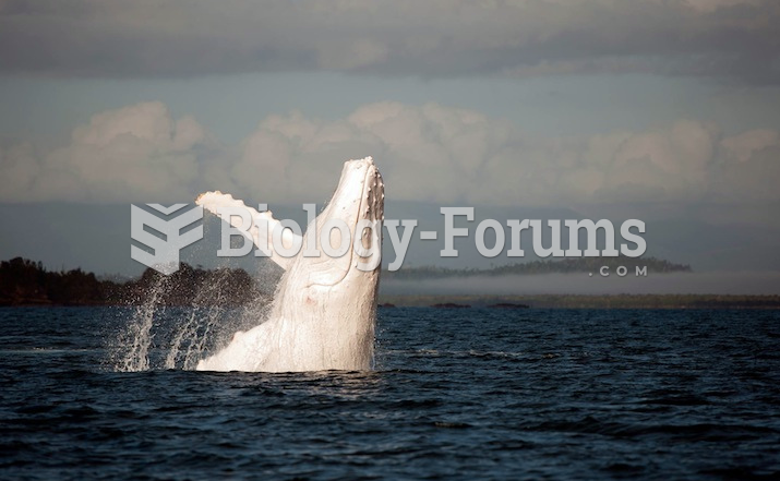 White Whale