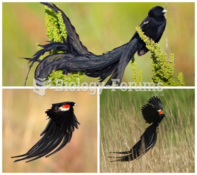 Long-tailed Widowbird