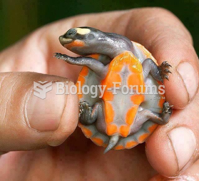 Red-bellied short-necked turtle