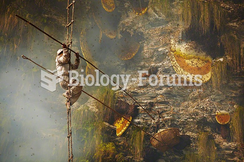 Honey harvesting in Nepal