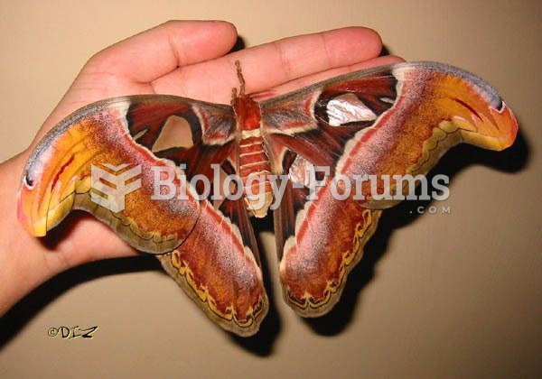 Largest Moth