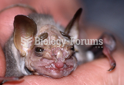 wrinkle-faced bat