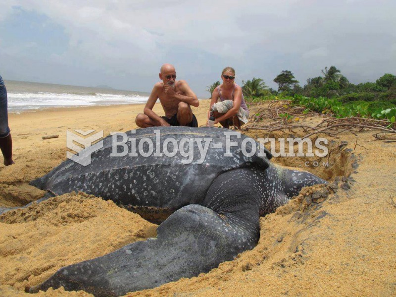 Leatherback turtle