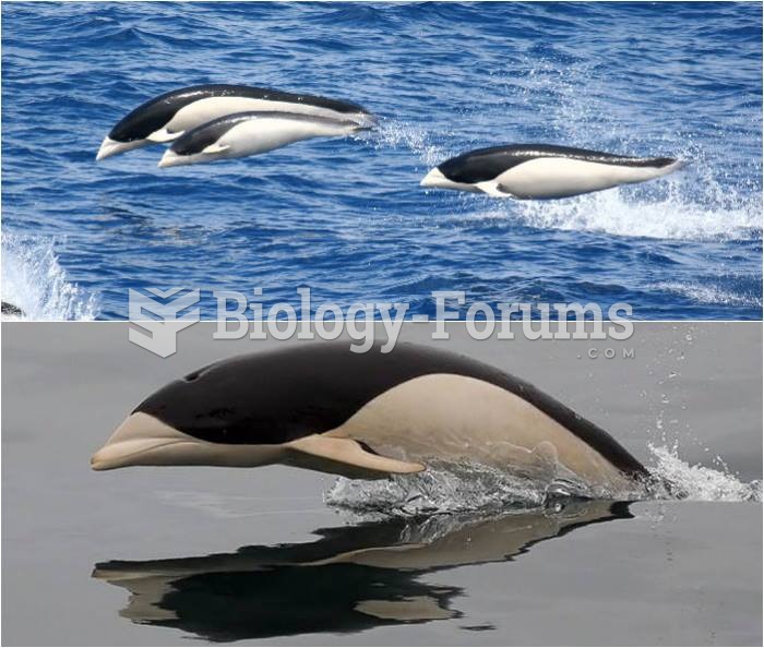 Southern right whale dolphins