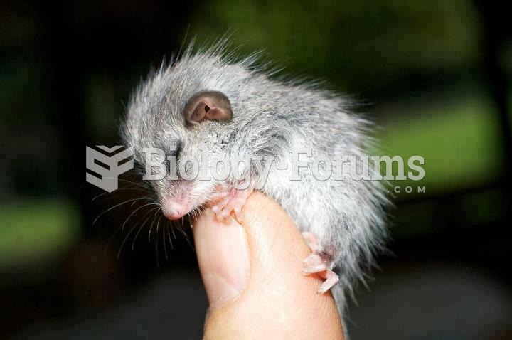 The eastern pygmy possum, weighing just 15-43 grams