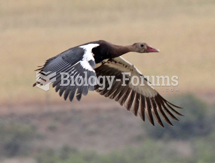 African Spur-Winged geese