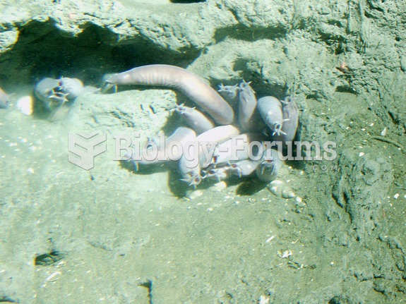 Pacific hagfish at 150 meters depth, California, Cordell Bank National Marine Sanctuary.