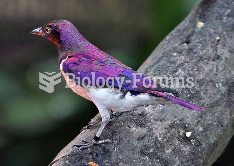 Violet-backed starling bird