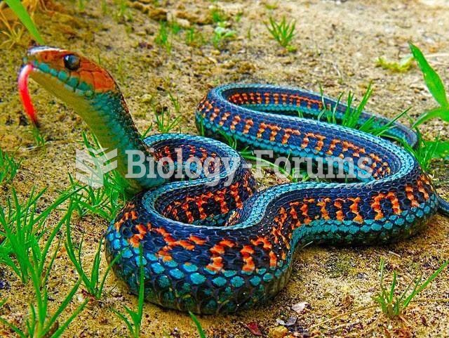 California Red-Sided Garter Snake