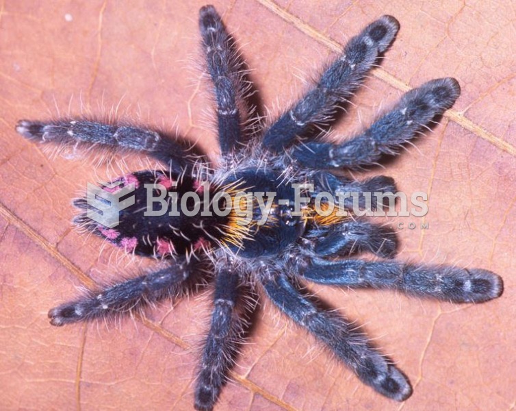 Typhochlaena costae (Spider)