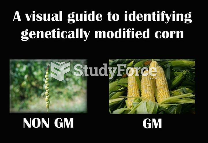 GM Foods