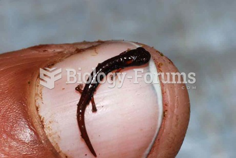 Baby Salamander