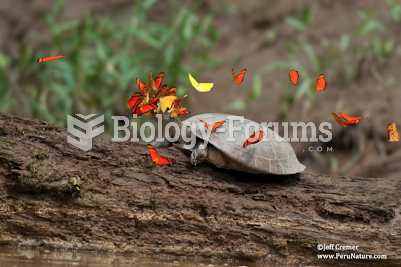 Turtles and Salt