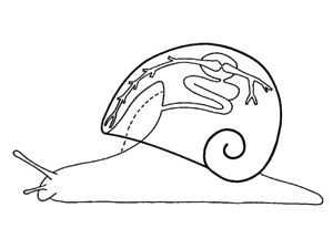 Snail respiration