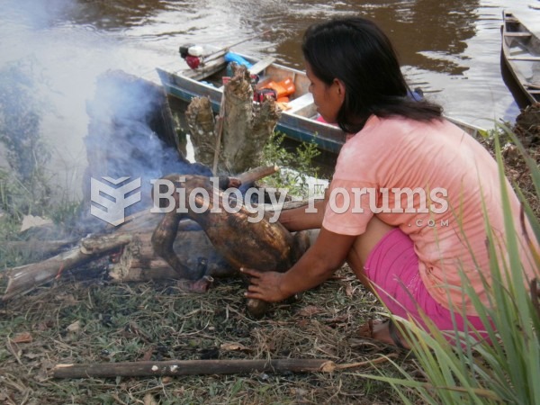 A Matses hunter-gatherer cooks a sloth for dinner