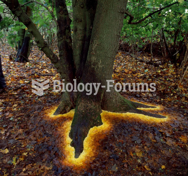 Glowing Base Of Tree Made By Arranging Leaves