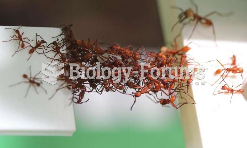 Army ant bridge