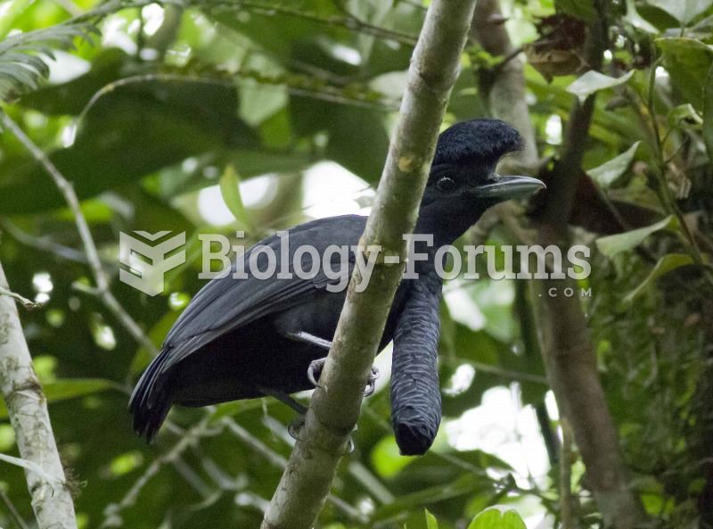 Long-wattled Umbrellabird