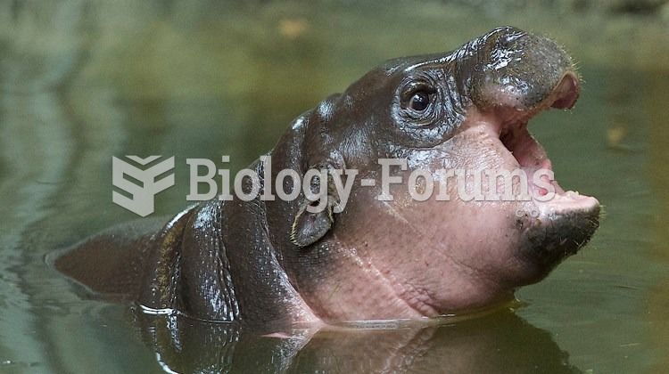 Cute baby hippo