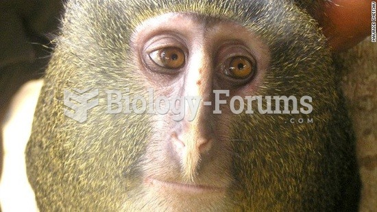 Monkey - Cercopithecus lomamiensis