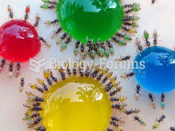 Ants eating candy