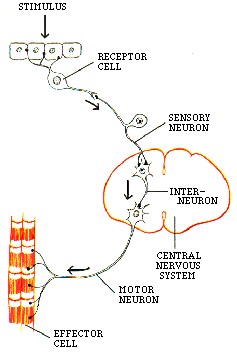 Types of Neurons