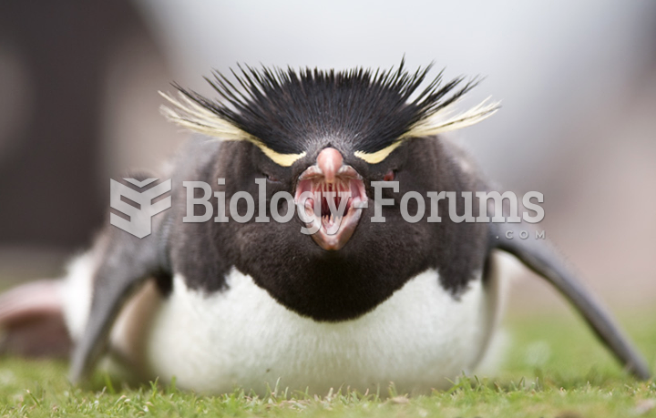 Rockhopper Penguin in Falkland Islands