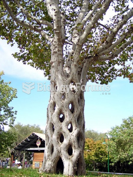 The Basket Tree