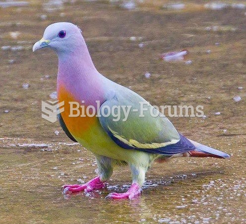 pink-necked green pigeon