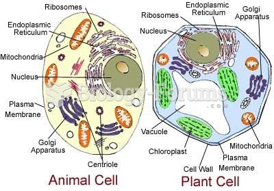 Animal & plant cells