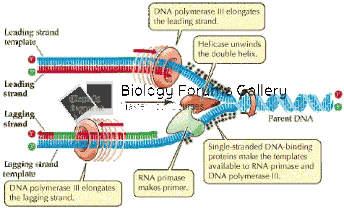 DNA REPLICATION