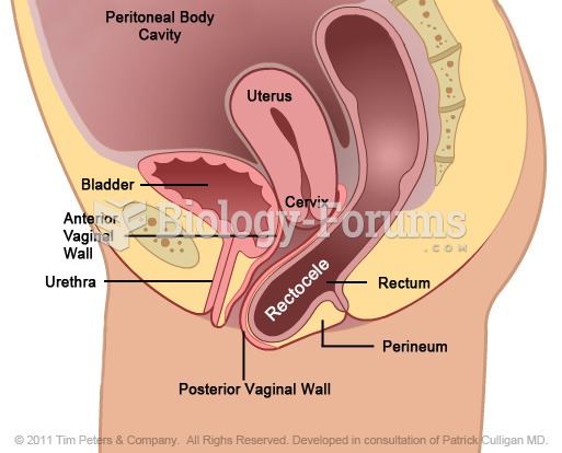 anatomy diagram