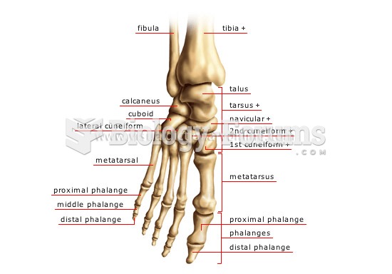 Bone Anatomy of the Foot