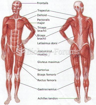 Human Body Muscle Diagram