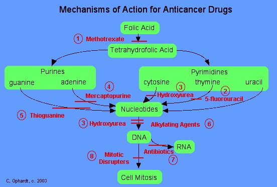 Mechanism of Anti-Cancer Drug