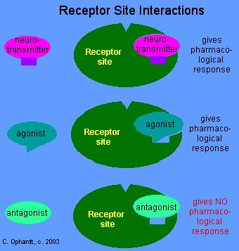 Drug Interaction with Receptor Site