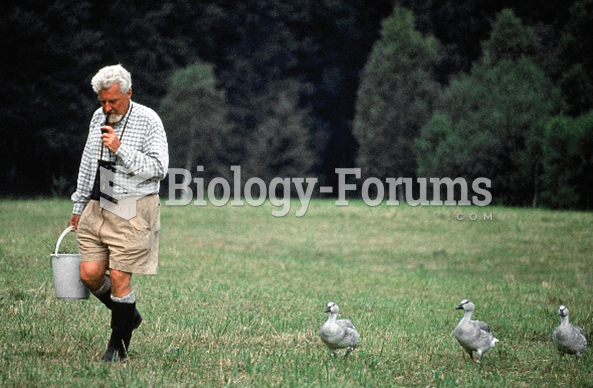 Konrad Lorenz is shown with his baby geese.