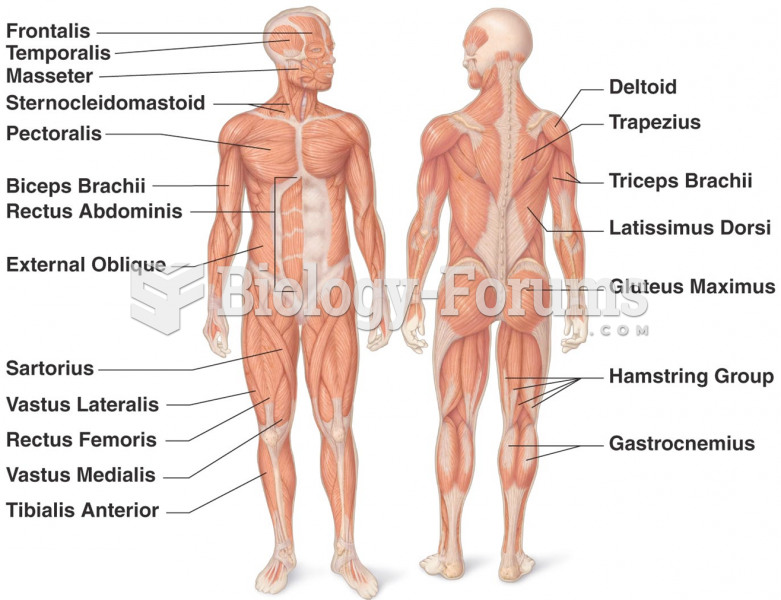 Major Muscles of the Body