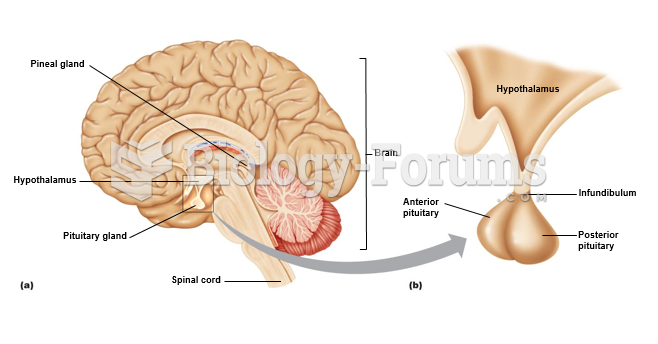 Hypothalamus and pituitary gland.