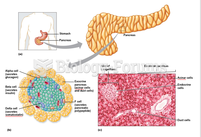 Anatomy of the pancreas.