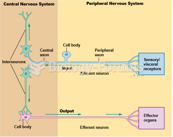 Functional classes of neurons.
