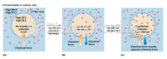 Membrane potential of a cell freely permeable to sodium only.