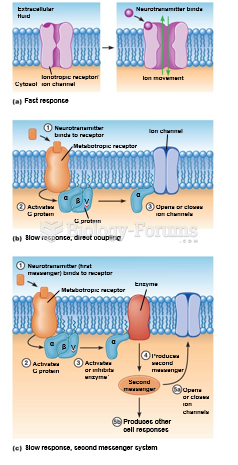 Signal transduction mechanisms at chemical synapses.