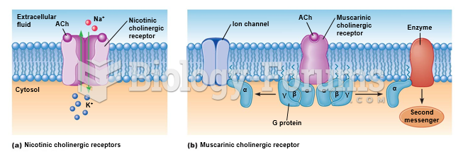 Signal transduction mechanisms at cholinergic receptors.