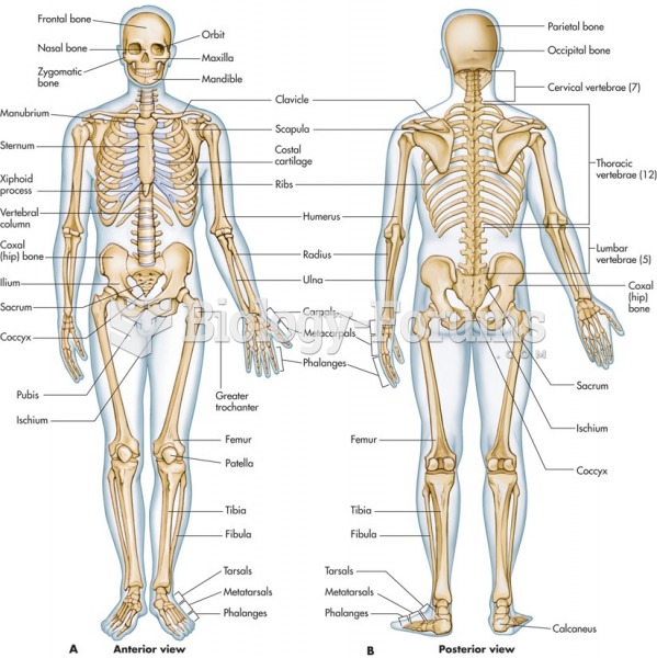 Anterior and posterior human skeleton.
